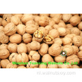 Factory Prijs Walnoot Kernels stukken lichte kleur